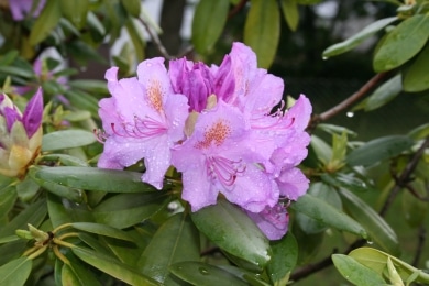 Rhododendron