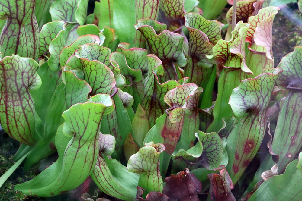 Schlauchpflanze sarracenia