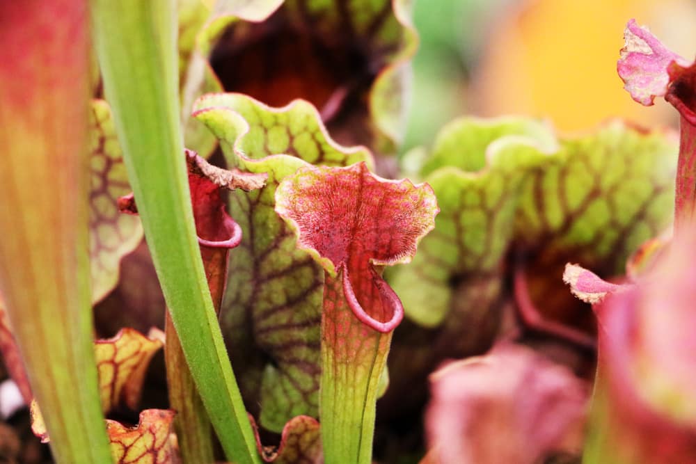 Schlauchpflanze - Sarracenia