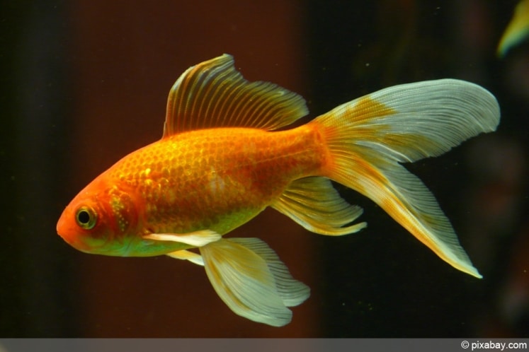 SchleierschwanzGoldfisch im Teich Haltung, Zucht und Überwintern