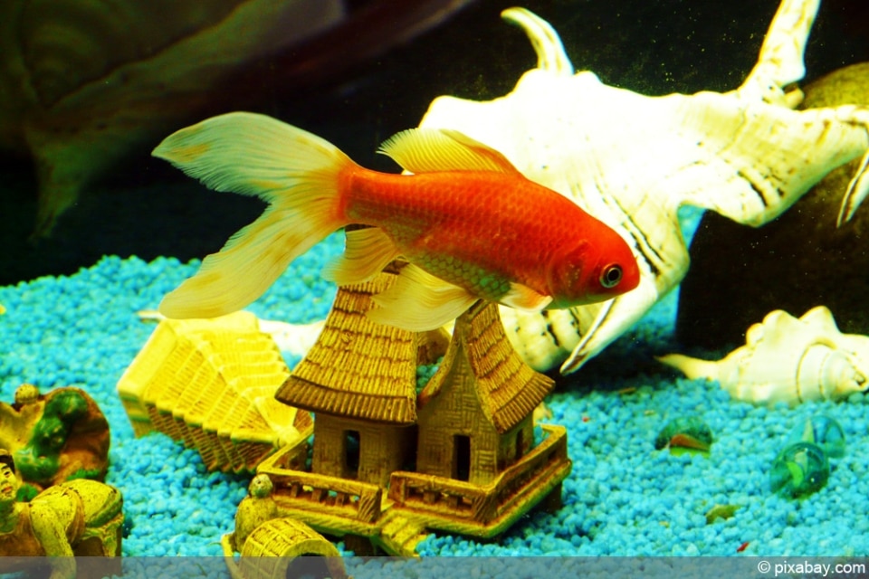 SchleierschwanzGoldfisch im Teich Haltung, Zucht und Überwintern