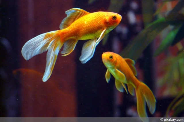 SchleierschwanzGoldfisch im Teich Haltung, Zucht und Überwintern