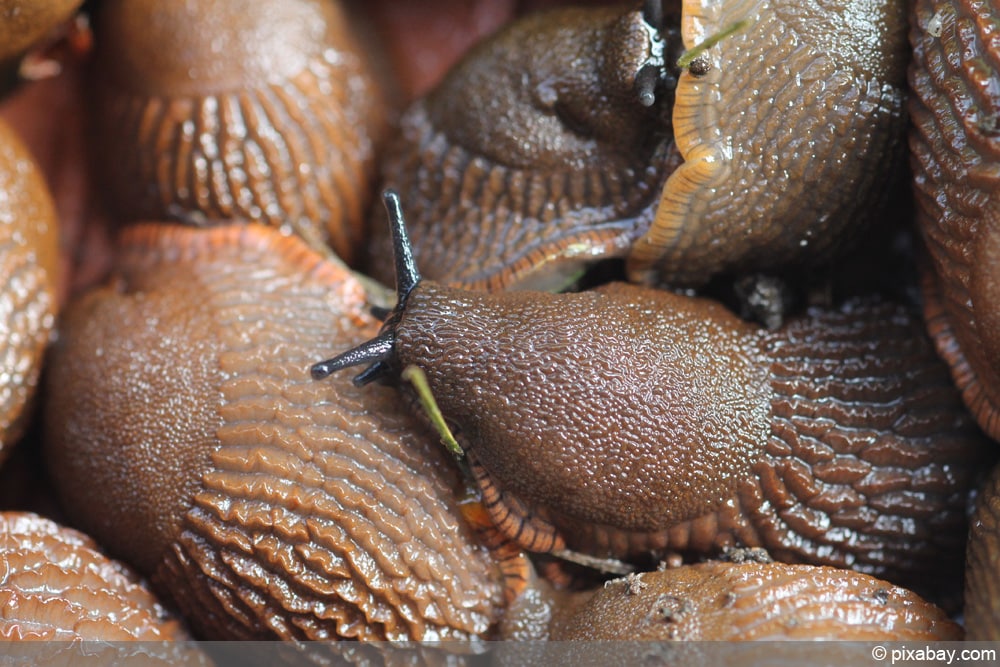 Schneckenkorn gegen Nacktschnecken