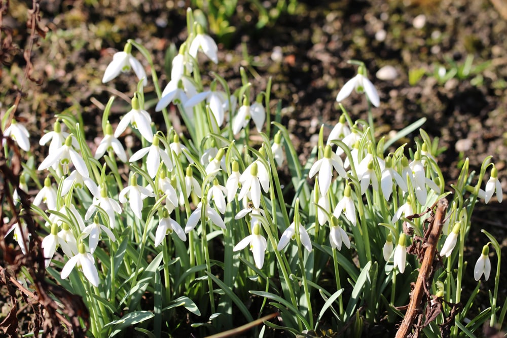 Schneeglöckchen - Galanthus