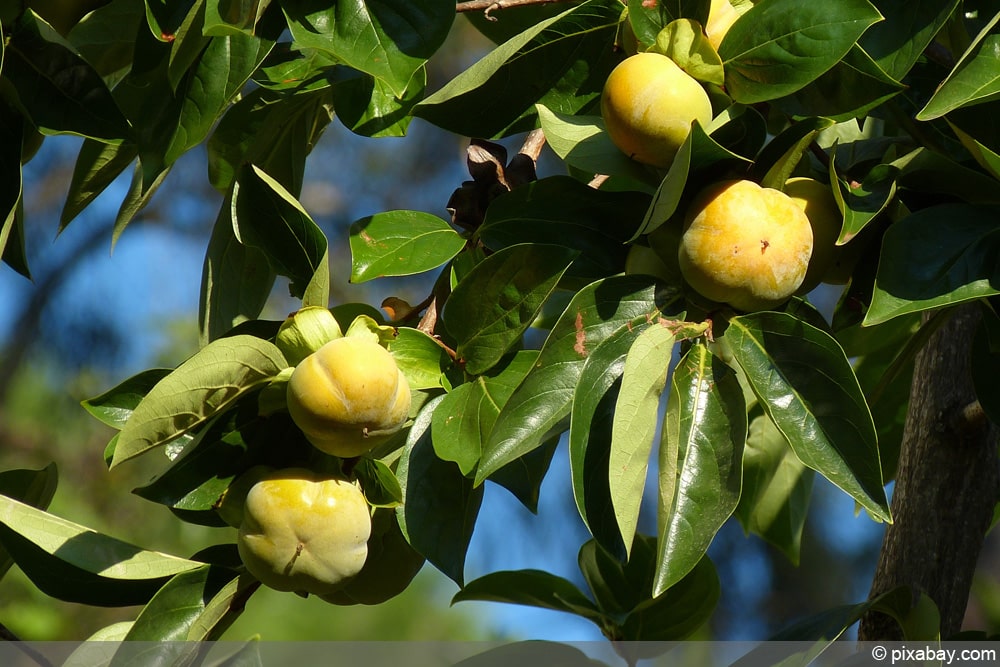 Sharonfrucht anbauen - Kaki-Pflanzen aus Samen