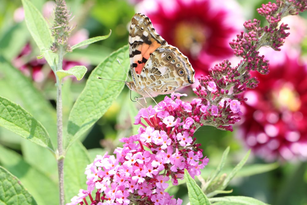 Schmetterlingsflieder, Buddleja davidii - Pflanzzeit, Pflanzen und Pflege -  Hausgarten.net