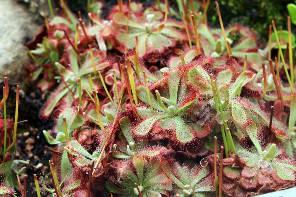 Sonnentau Drosera - Karnivoren