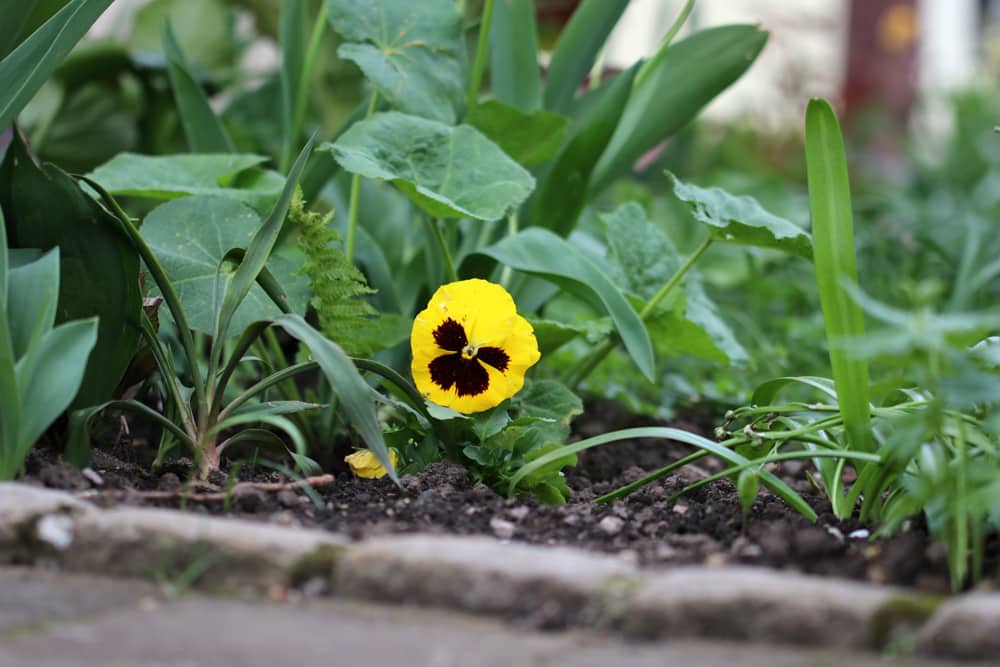 Stiefmütterchen - Veilchen - Viola