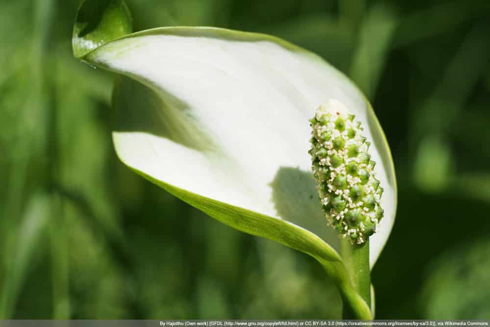 Calla-Pflanze: alles ber die Pflege der Drachenwurz, Sumpf-Calla -  Hausgarten.net