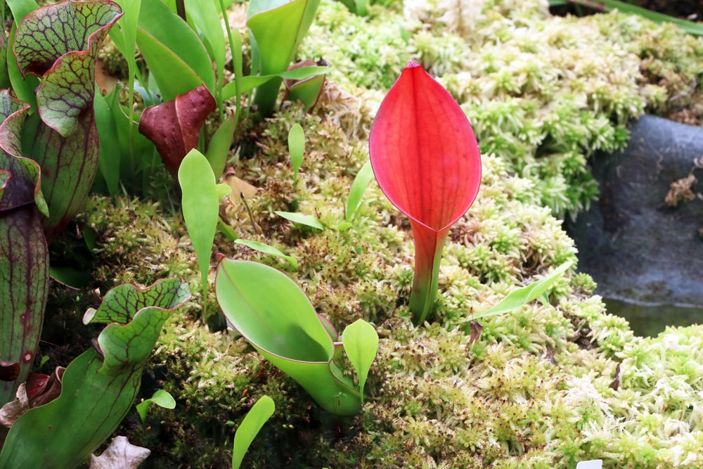 Heliamphora Sumpfkrug