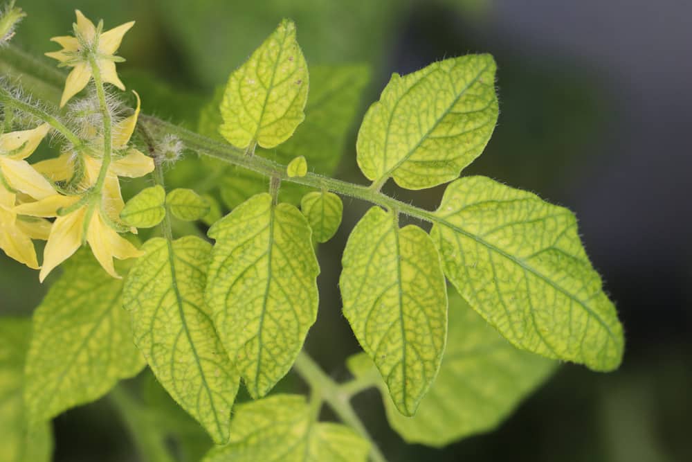 Tomate gelbe Blätter