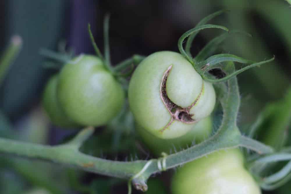 Tomate platzt auf