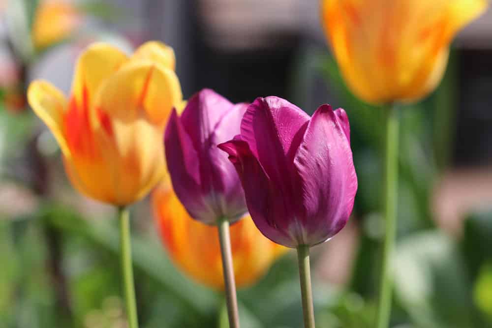 Tulpen - Tulipa