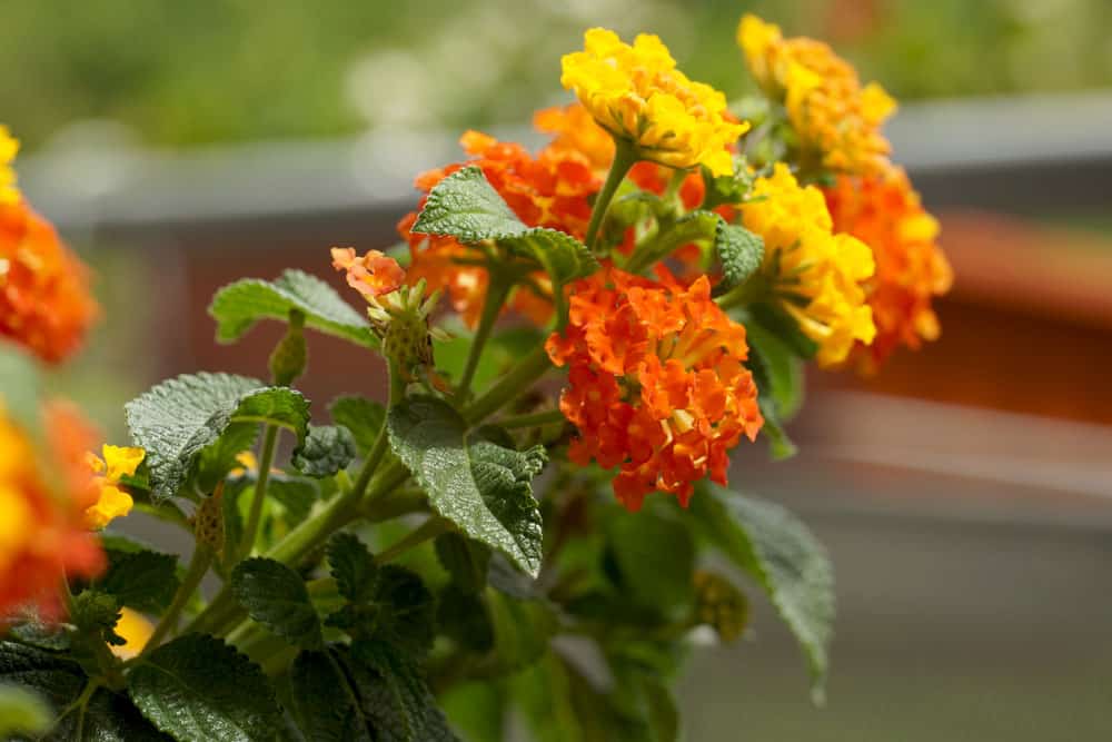 Wandelröschen Lantana camara - Pflege