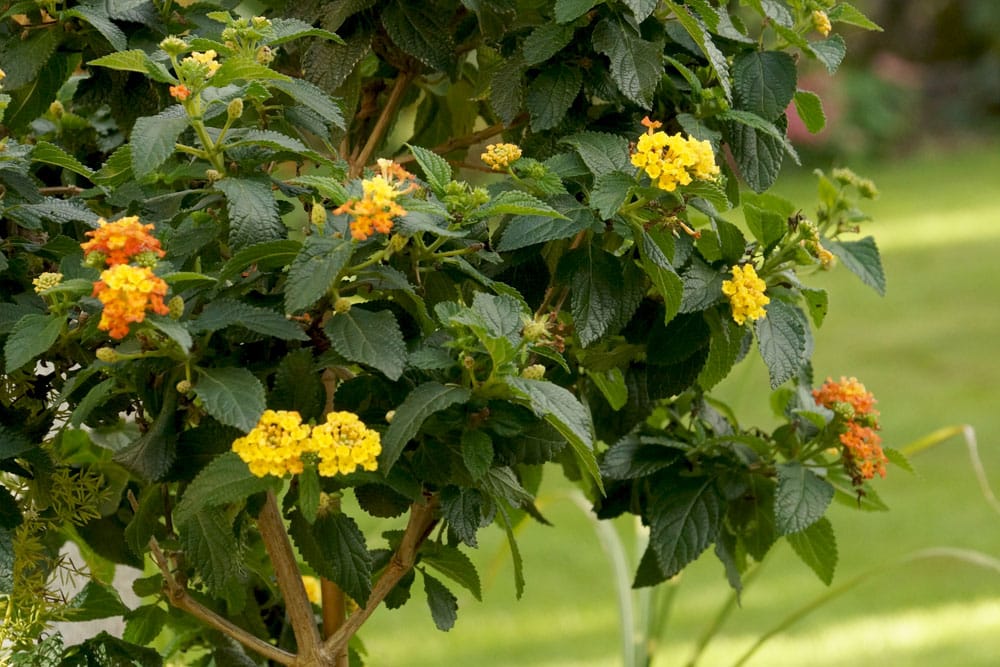 Wandelröschen Lantana camara - Pflege