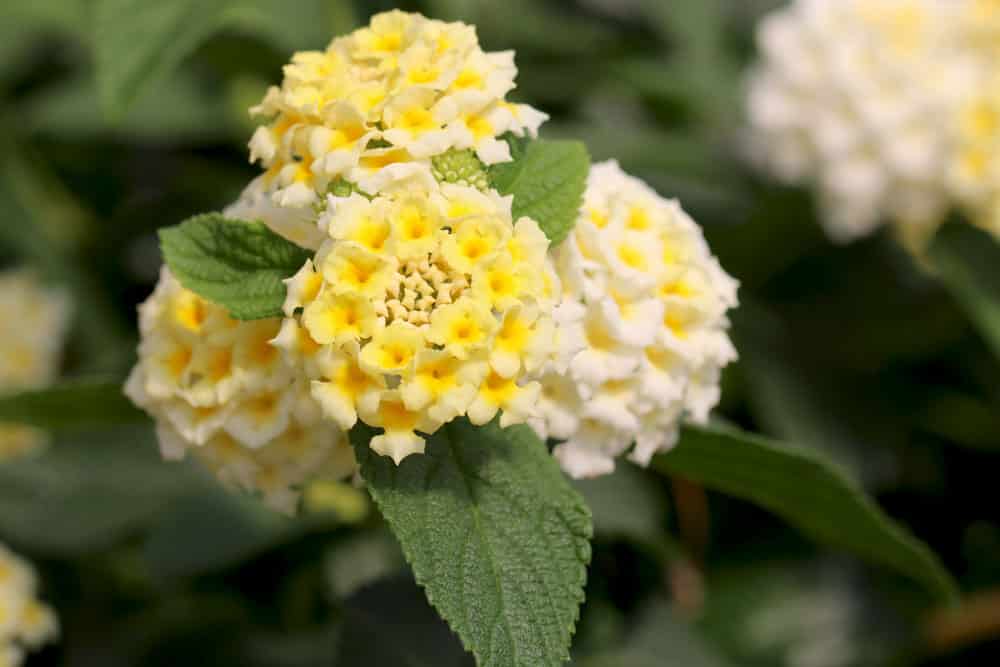 Wandelrschen, Lantana camara - Standort, Pflege und Vermehren -  Hausgarten.net