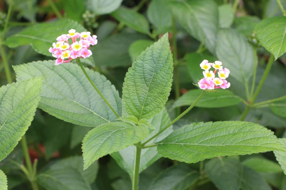 Wandelröschen Lantana camara - Pflege