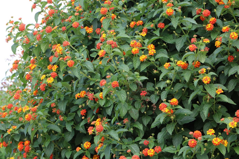 Wandelröschen Lantana camara - Pflege