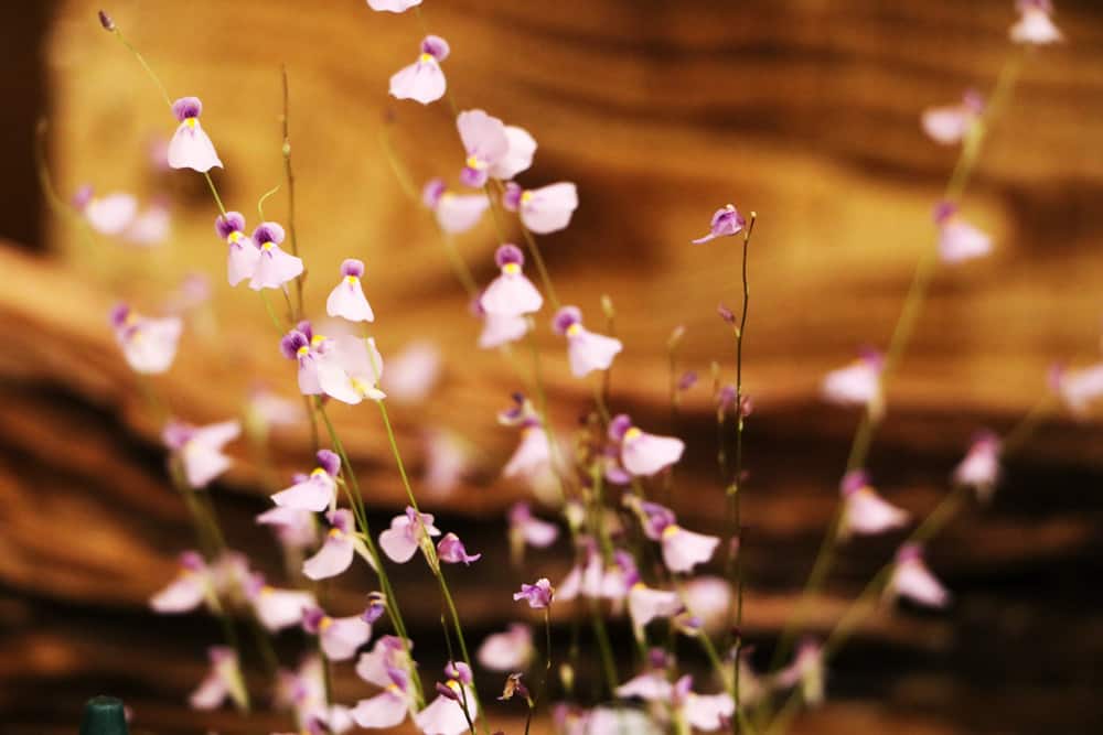 Wasserschlauch - Utricularia