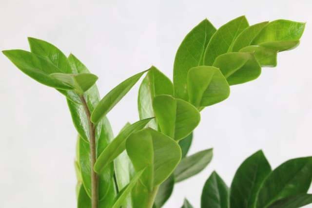 Ist die Glücksfeder / Zamioculcas giftig? Hinweise für Kinder und