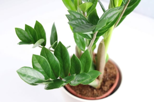 Ist die Glücksfeder / Zamioculcas giftig? Hinweise für Kinder und
