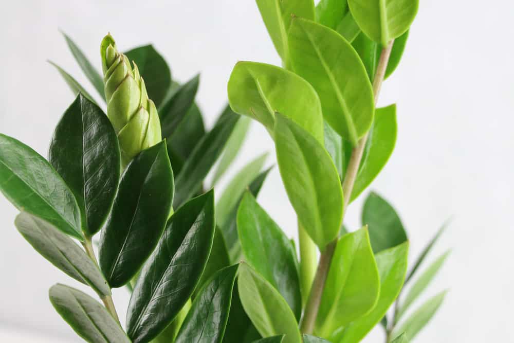 Ist die Glcksfeder / Zamioculcas giftig? Hinweise fr Kinder und Katzen -  Hausgarten.net