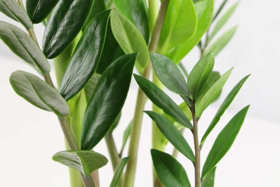 Ist die Glücksfeder / Zamioculcas giftig? Hinweise für Kinder und