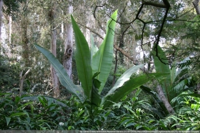 Zierbanane - Ensete ventricosum