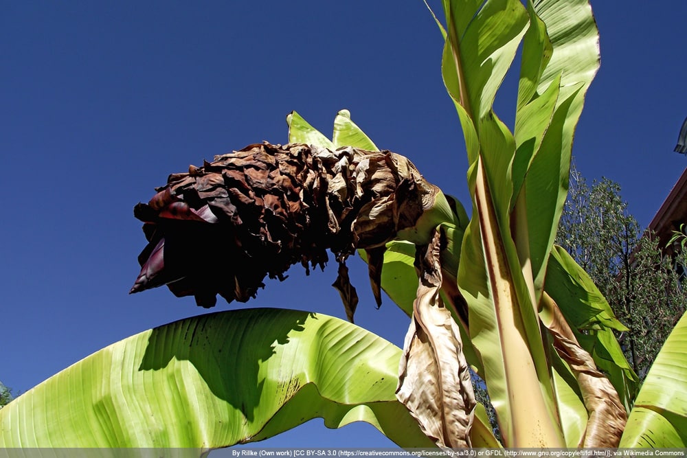 Zierbanane - Ensete ventricosum