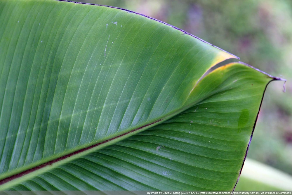 Zierbanane - Ensete ventricosum