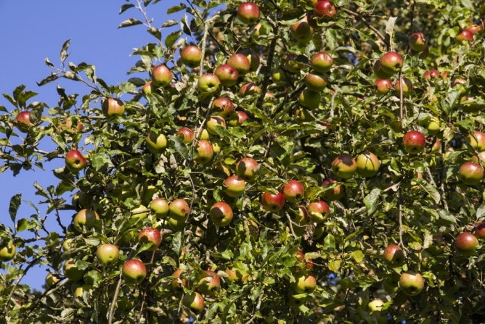 aus Erntezeit Winterapfel - \'Schöner Pflege Boskoop\' Roter - und Apfel