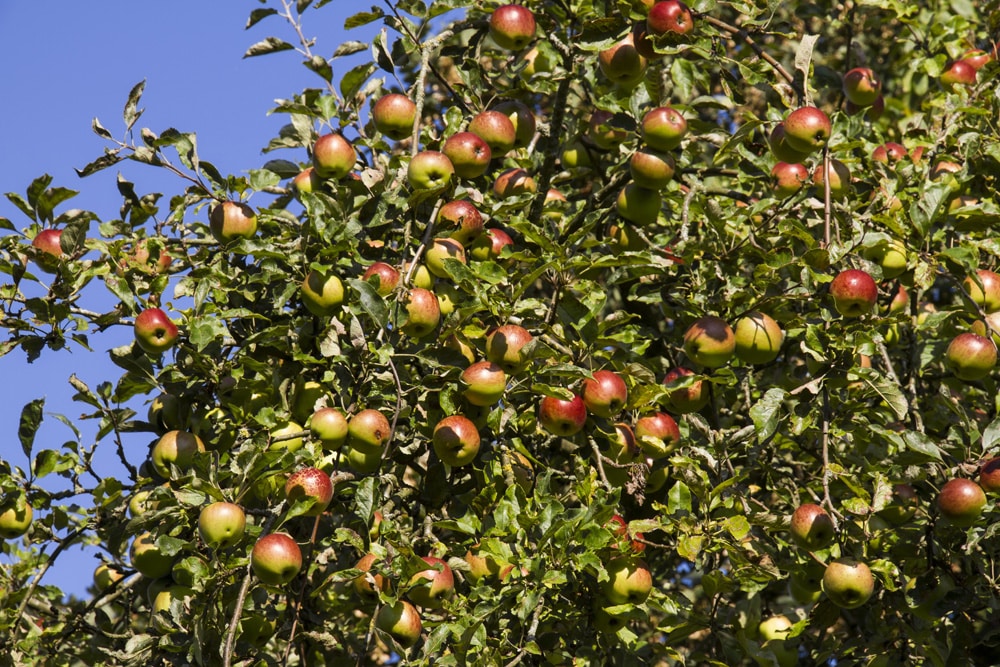 ein Winterapfel Apfelbaum Schöner aus Boskoop 60-80cm 