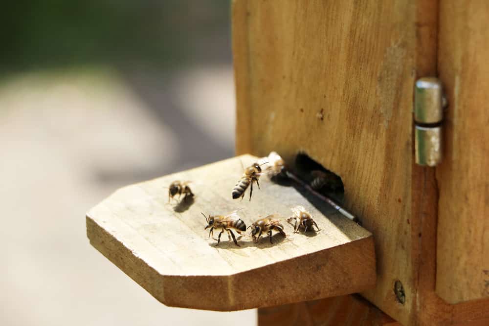 Bienen am Bienenstock