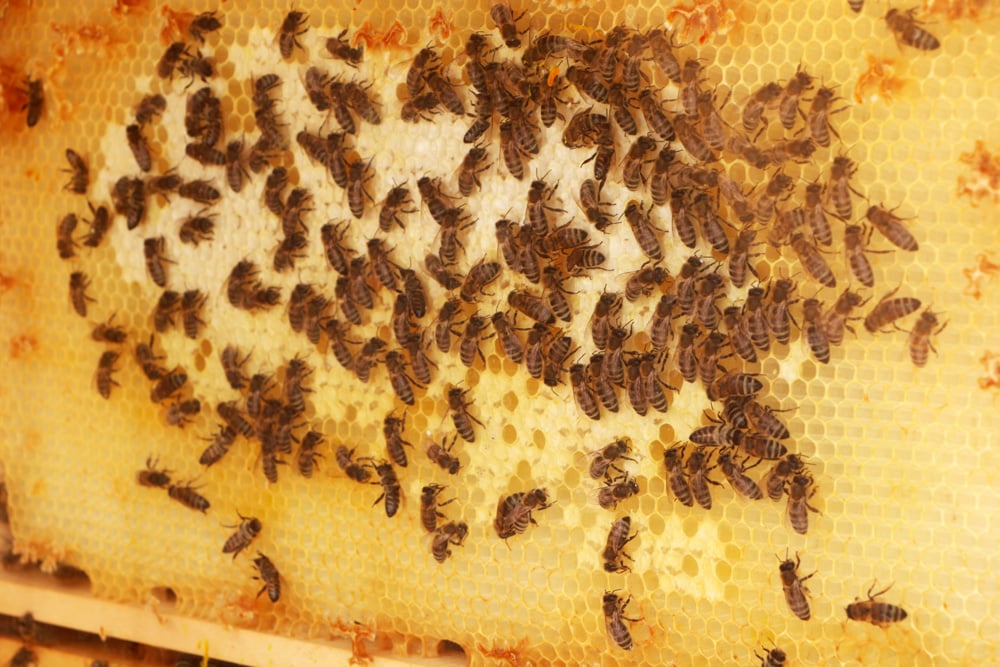 Bienennest - Bienenwaben
