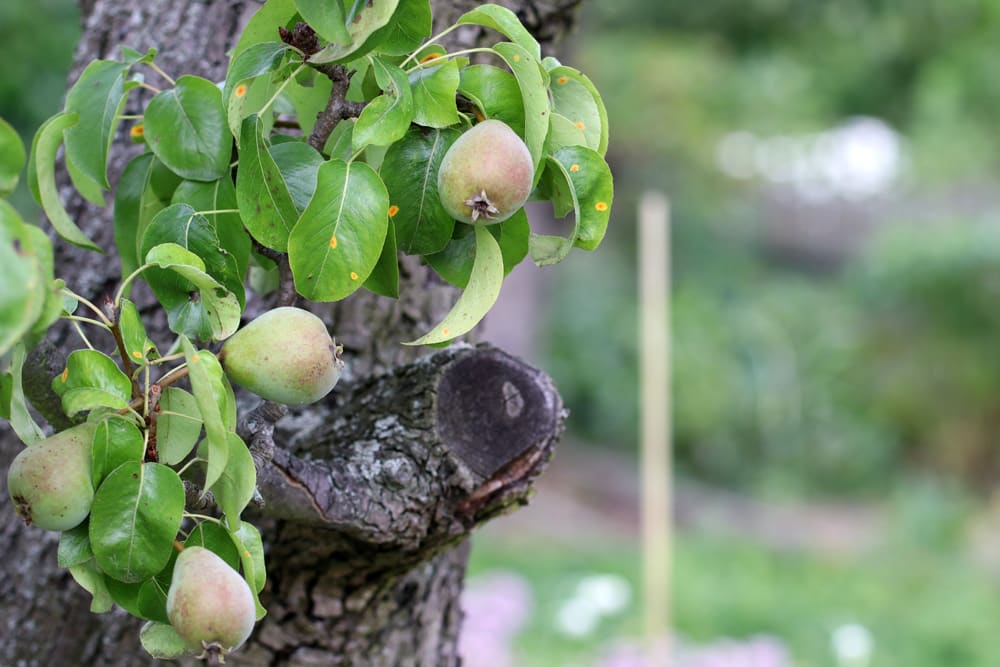 Birne - Pyrus