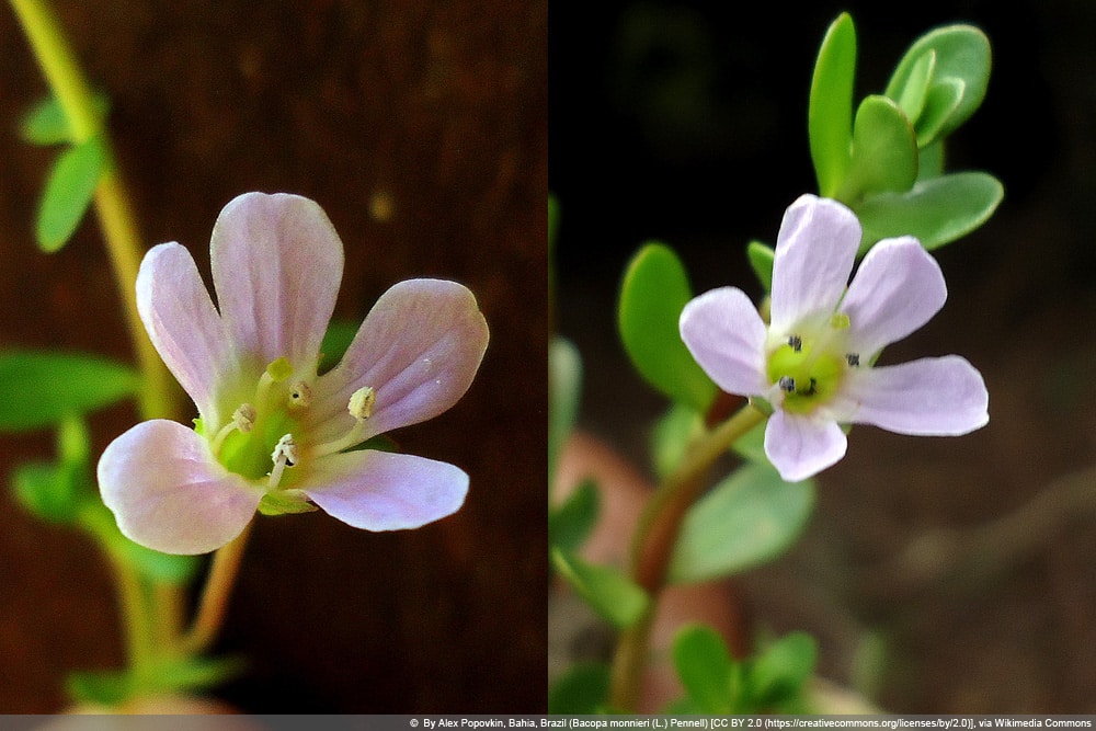 Brahmi - Bacopa monnieri - kleines Fettblatt