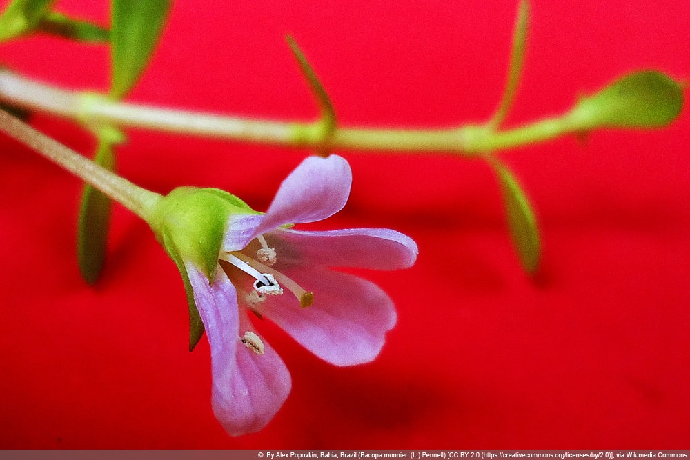 Brahmi - Bacopa monnieri - kleines Fettblatt