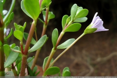 Brahmi - Bacopa monnieri - kleines Fettblatt