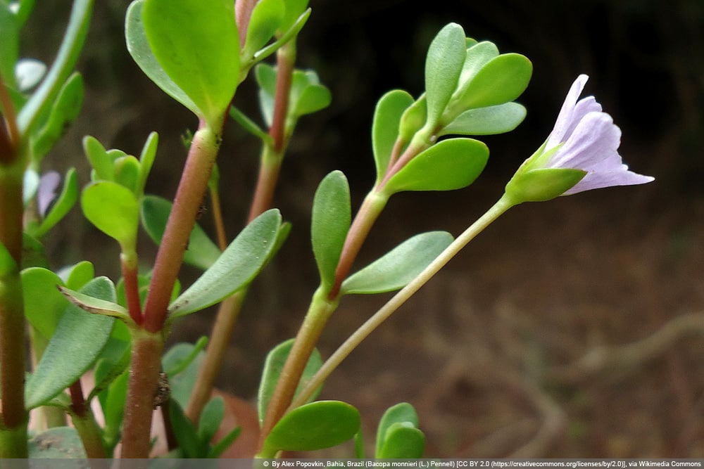 Brahmi Pflanze, Bacopa monnieri, Kleines Fettblatt - Pflege von A-Z -  Hausgarten.net