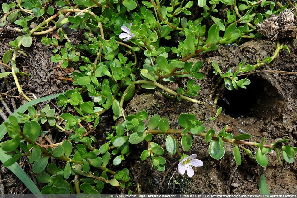 Brahmi - Bacopa monnieri - kleines Fettblatt