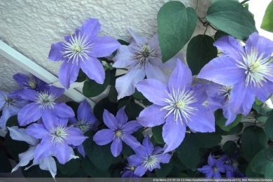 Clematis 'Justa' Waldrebe