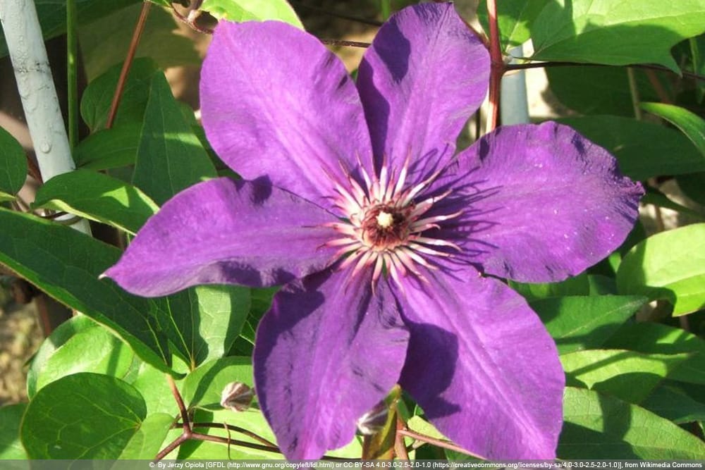 Clematis 'Warszawska Nike'