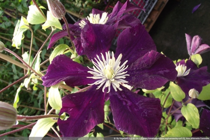 Clematis 'Warszawska Nike' - Warschauer Nacht