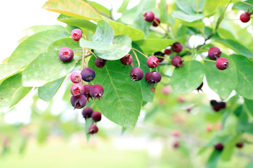 Felsenbirne - Amelanchier