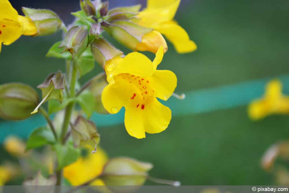 Gauklerblume - Mimulus