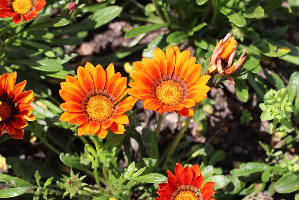 Gazania - Mittagsgold - Gazanie