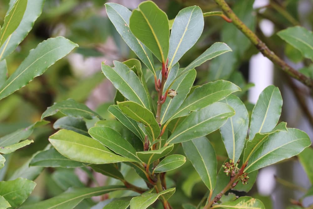 Echter Lorbeer - Laurus nobilis