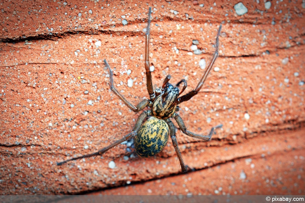 grosse Winkelspinne - Eratigena atrica - Hausspinne