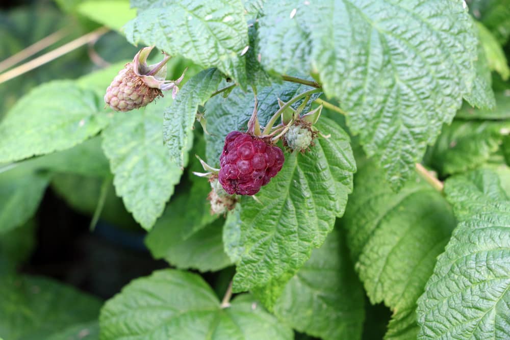 Himbeeren - Rubus idaeus