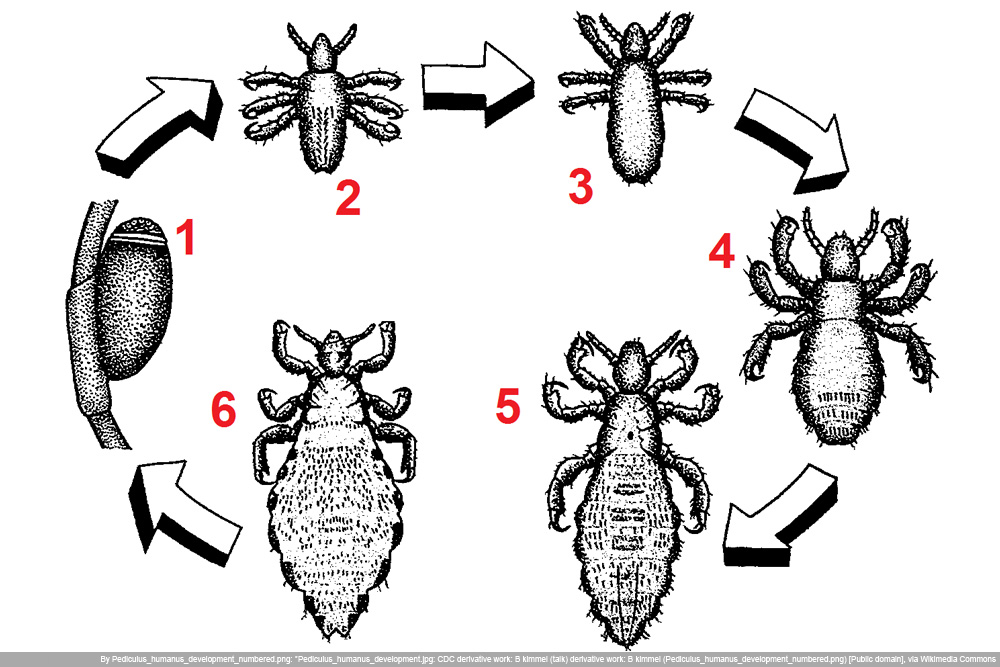 Kleiderlaus - Körperlaus - Pediculus humanus